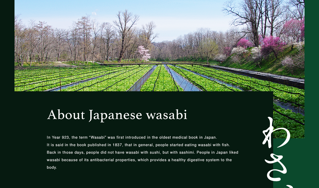 About Japanese wasabi - In Year 923, the term “Wasabi” was first introduced in the oldest medical book in Japan. It is said in the book published in 1837, that in general, people started eating wasabi with fish. Back in those days, people did not have wasabi with sushi, but with sashimi. People in Japan liked wasabi because of its antibacterial properties, which provides a healthy digestive system to the body.