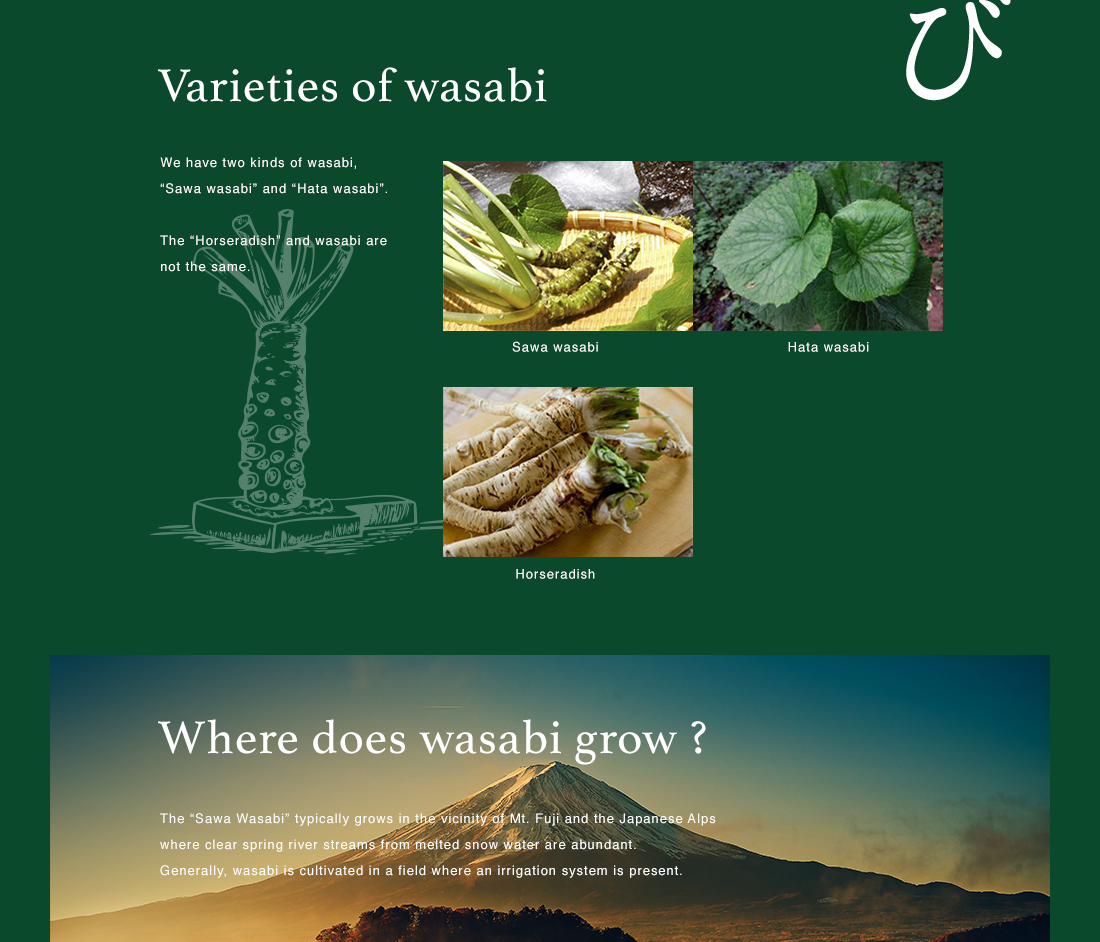 Varieties of wasabi - We have two kinds of wasabi, “Sawa wasabi” and “Hata wasabi”. The “Horseradish” and wasabi are not the same. | Sawa wasabi | Hata wasabi | Horseradish | Where does wasabi grow? - The “Sawa Wasabi” typically grows in the vicinity of Mt. Fuji and the Japanese Alps where clear spring river streams from melted snow water are abundant. Generally, wasabi is cultivated in a field where an irrigation system is present.
