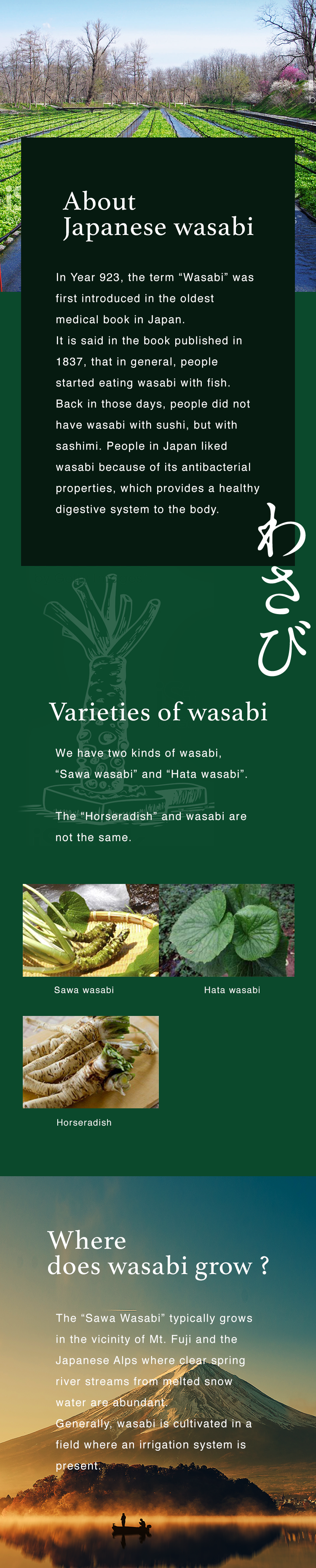 About Japanese wasabi - In Year 923, the term “Wasabi” was first introduced in the oldest medical book in Japan. It is said in the book published in 1837, that in general, people started eating wasabi with fish. Back in those days, people did not have wasabi with sushi, but with sashimi. People in Japan liked wasabi because of its antibacterial properties, which provides a healthy digestive system to the body. | Varieties of wasabi - We have two kinds of wasabi, “Sawa wasabi” and “Hata wasabi”. The “Horseradish” and wasabi are not the same. | Sawa wasabi | Hata wasabi | Horseradish | Where does wasabi grow? - The “Sawa Wasabi” typically grows in the vicinity of Mt. Fuji and the Japanese Alps where clear spring river streams from melted snow water are abundant. Generally, wasabi is cultivated in a field where an irrigation system is present.